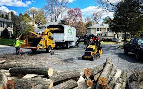 Best Tree Disease Treatment  in Barbourmeade, KY