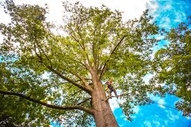 Best Firewood Processing and Delivery  in Barbourmeade, KY