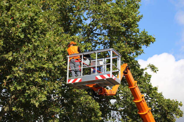 Best Tree Health Inspection  in Barbourmeade, KY