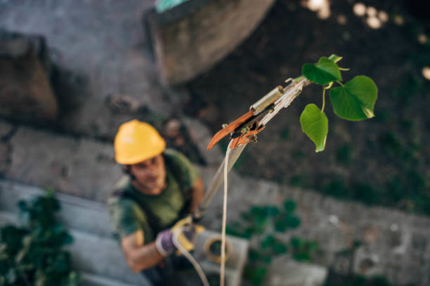 Best Tree and Shrub Care  in Barbourmeade, KY