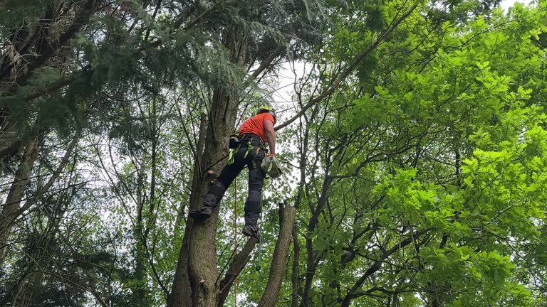 Best Stump Grinding and Removal  in Barbourmeade, KY